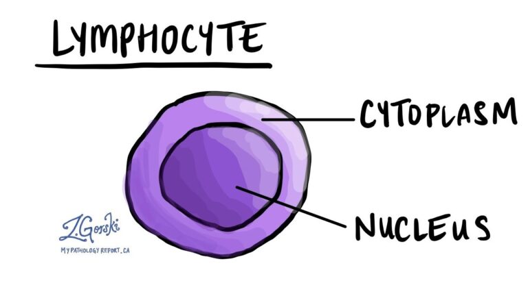 Lymphocyte