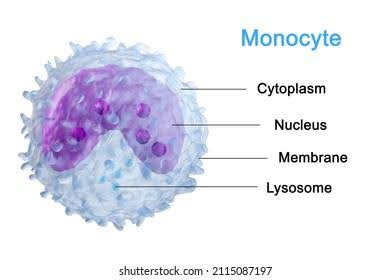 Monocytes1