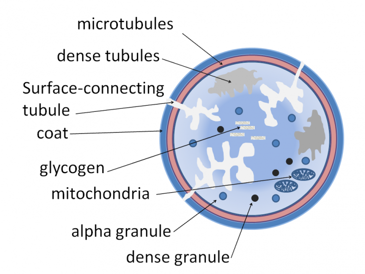 Platelet_structure