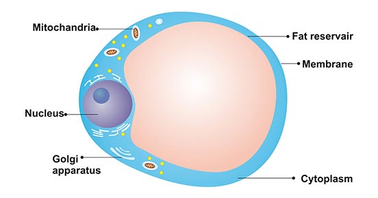 Structure-Adipocyte