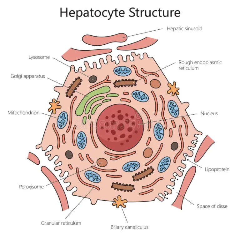 hepatocyte-cell-structure-diagram-medical-science-human-hepatocyte-liver-cell-structure-diagram-hand-drawn-schematic-raster-305382337