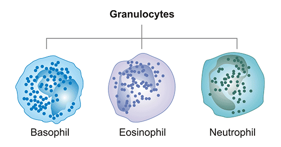 receptor-Granulocyte